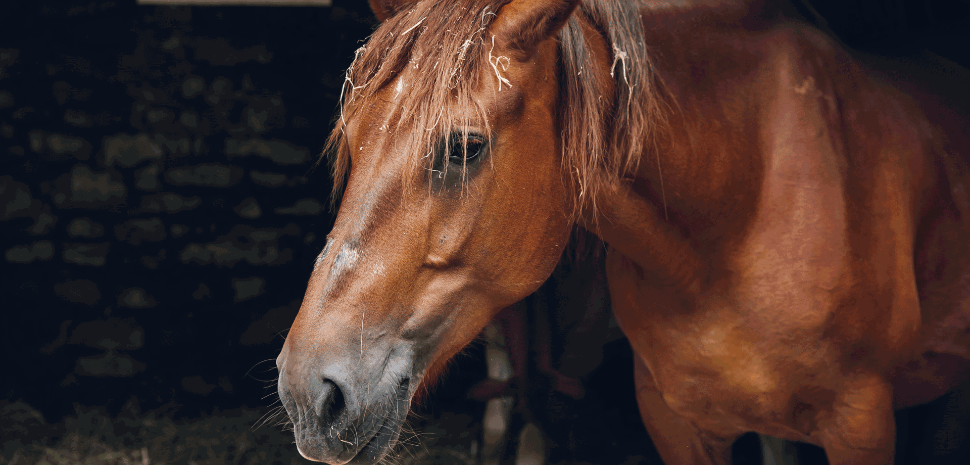 Farmyard friends