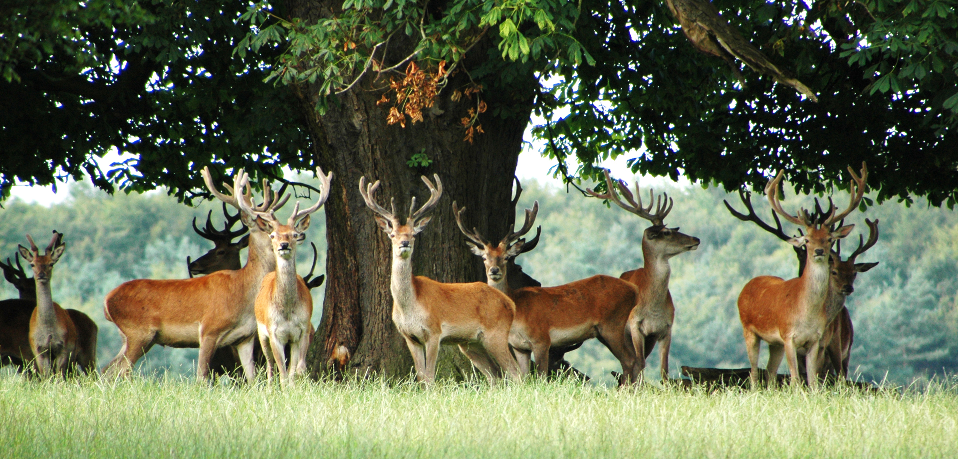 guided walks on the Chatsworth estate